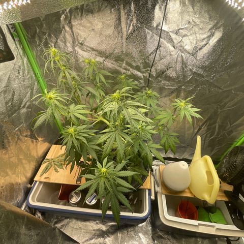 Banana Hammock growlog timeline photo
