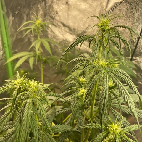 Banana Hammock growlog timeline photo