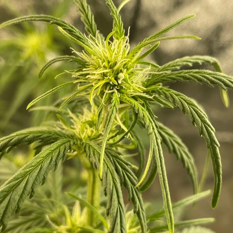 Banana Hammock growlog timeline photo