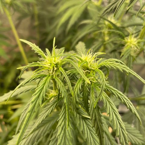 Banana Hammock growlog timeline photo