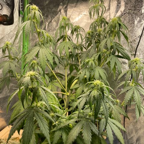 Banana Hammock growlog timeline photo