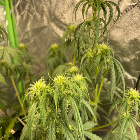 Banana Hammock growlog timeline photo