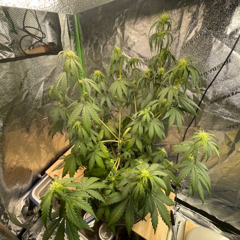 Banana Hammock growlog timeline photo