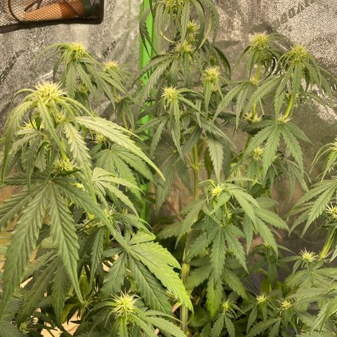 Banana Hammock growlog timeline photo