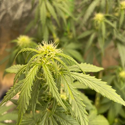 Banana Hammock growlog timeline photo