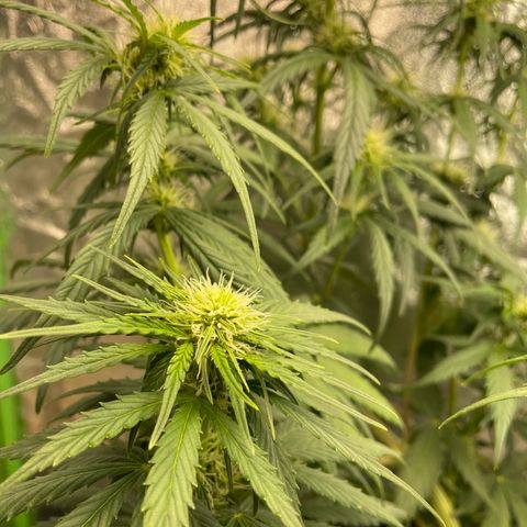 Banana Hammock growlog timeline photo