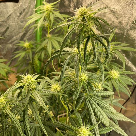 Banana Hammock growlog timeline photo