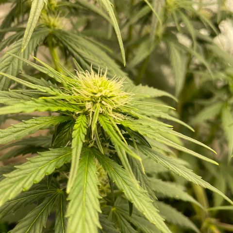 Banana Hammock growlog timeline photo