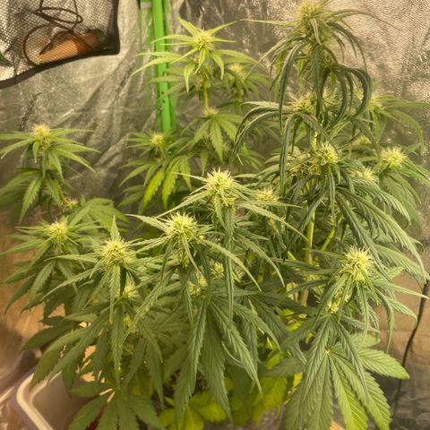 Banana Hammock growlog timeline photo