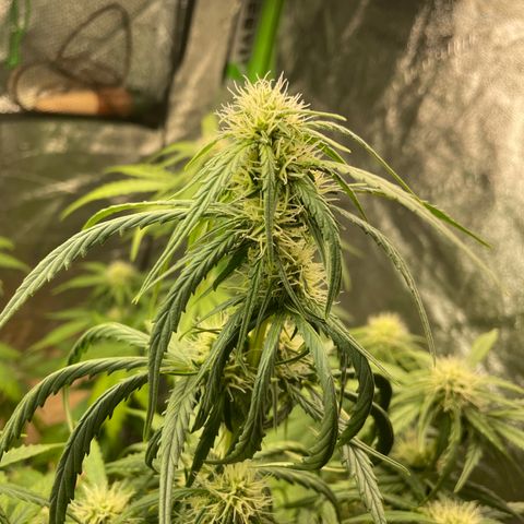 Banana Hammock growlog timeline photo