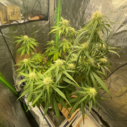Banana Hammock growlog timeline photo