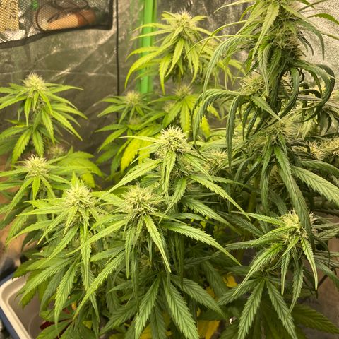 Banana Hammock growlog timeline photo