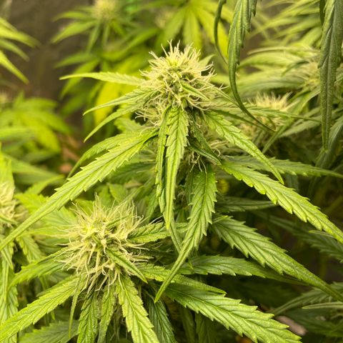 Banana Hammock growlog timeline photo