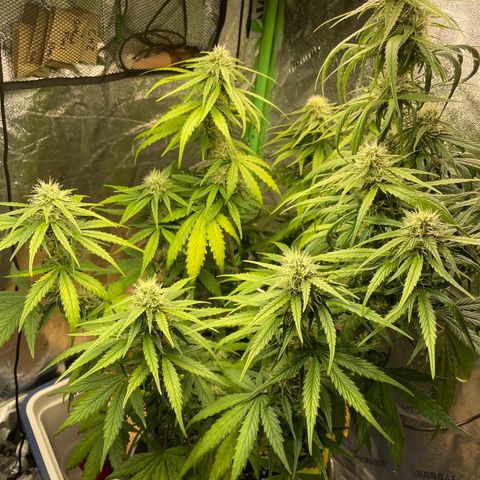 Banana Hammock growlog timeline photo
