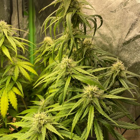Banana Hammock growlog timeline photo