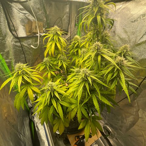 Banana Hammock growlog timeline photo
