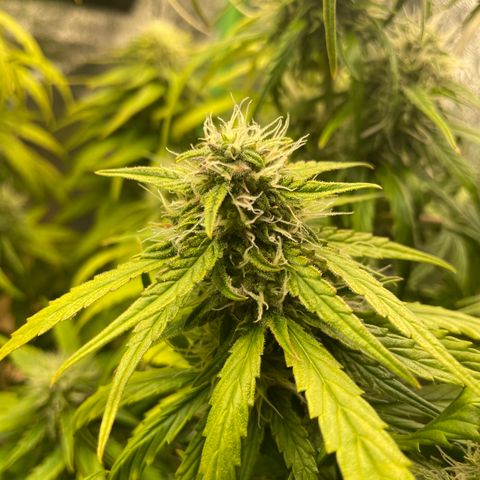 Banana Hammock growlog timeline photo