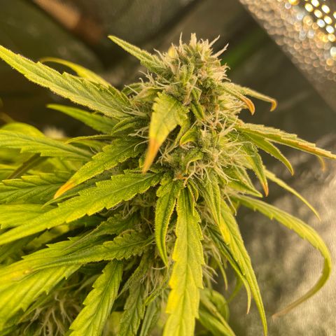 Banana Hammock growlog timeline photo