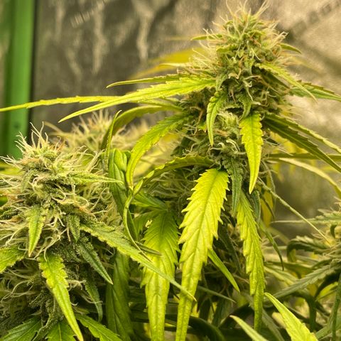 Banana Hammock growlog timeline photo