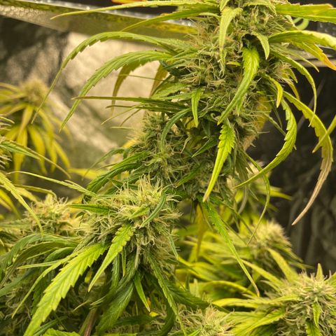 Banana Hammock growlog timeline photo