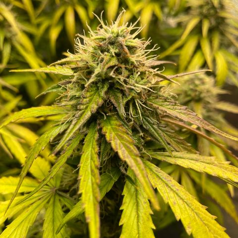 Banana Hammock growlog timeline photo