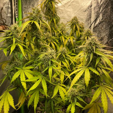 Banana Hammock growlog timeline photo