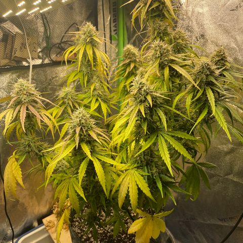 Banana Hammock growlog timeline photo