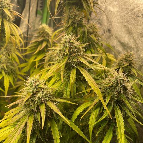 Banana Hammock growlog timeline photo