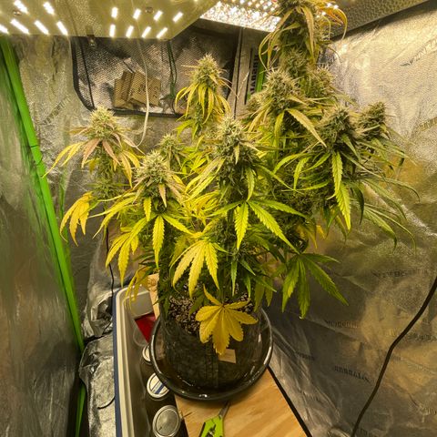Banana Hammock growlog timeline photo