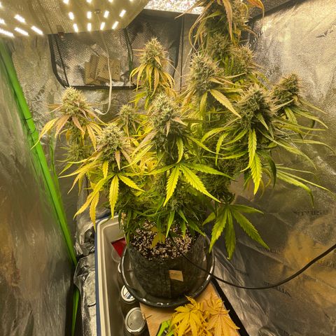 Banana Hammock growlog timeline photo