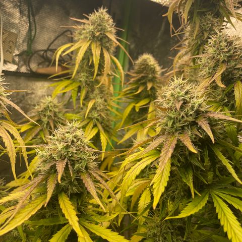 Banana Hammock growlog timeline photo