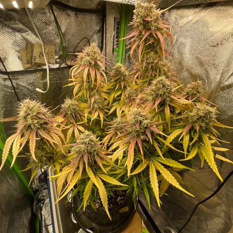 Banana Hammock growlog timeline photo