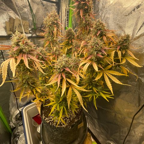 Banana Hammock growlog timeline photo