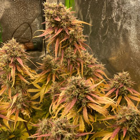 Banana Hammock growlog timeline photo