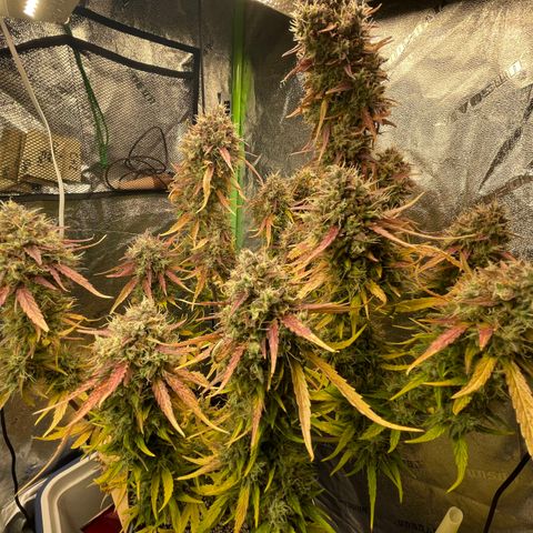 Banana Hammock growlog timeline photo