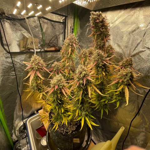 Banana Hammock growlog timeline photo