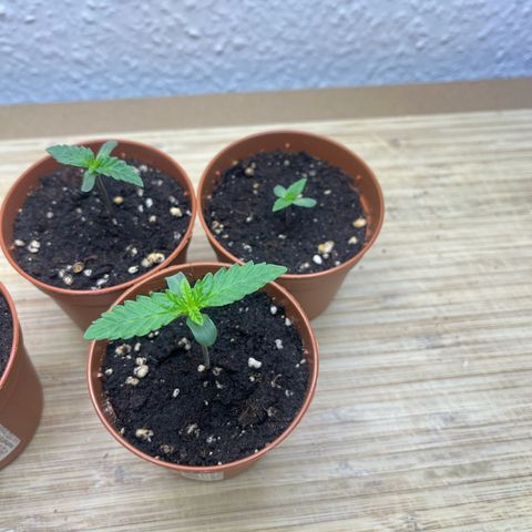 Jane II growlog timeline photo