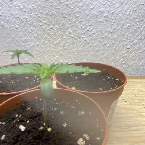 Jane II growlog photo: Eingerollte Blattspitzen entdeckt 
-> Dimmung wieder auf 50% gestellt 