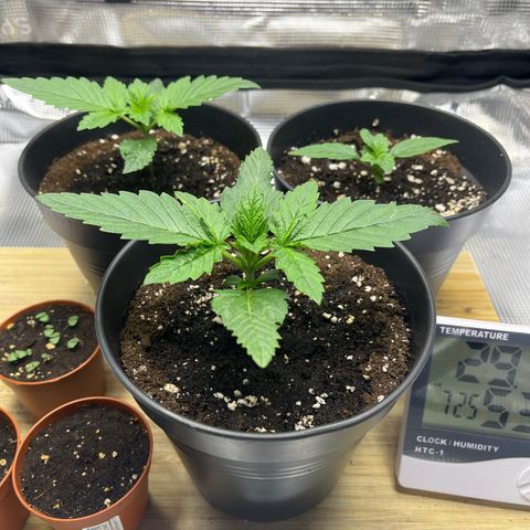 Jane II growlog timeline photo