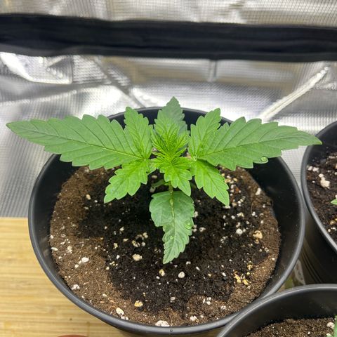 Jane I growlog timeline photo