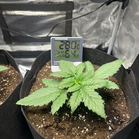 Jane II growlog timeline photo