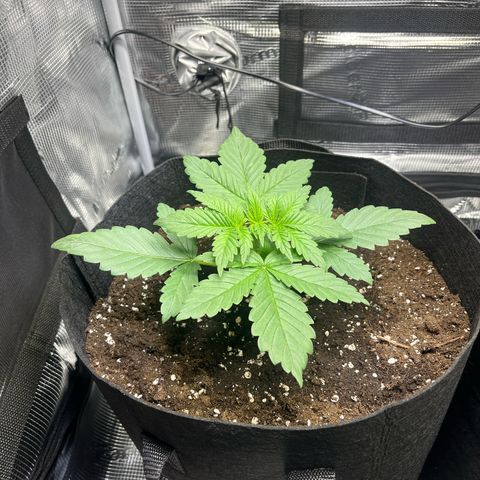 Jane I growlog timeline photo