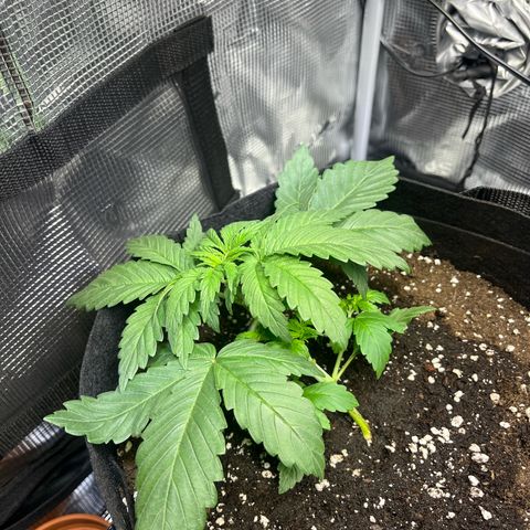 Jane I growlog timeline photo