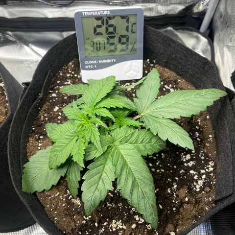 Jane II growlog timeline photo
