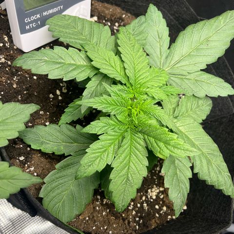 Jane II growlog timeline photo