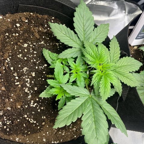 Jane I growlog timeline photo