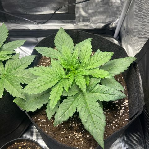 Jane II growlog timeline photo