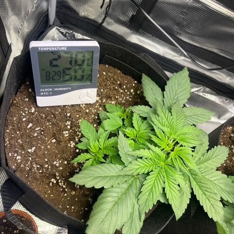 Jane I growlog timeline photo