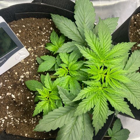Jane I growlog timeline photo