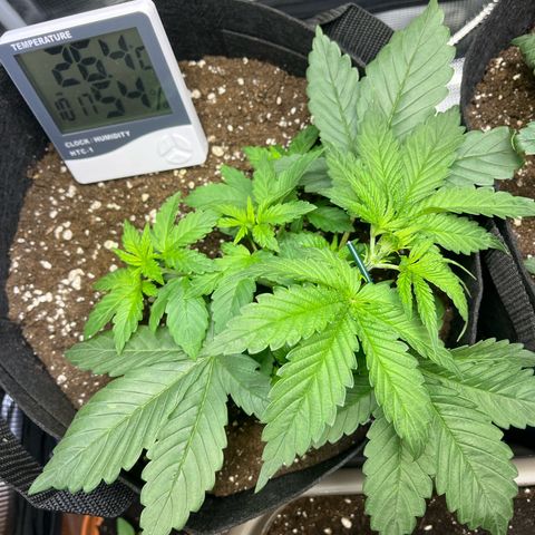 Jane I growlog timeline photo